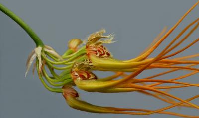 Bulbophyllum  setaceum
