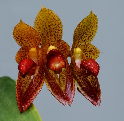 Bulbophyllum  subumbellatum,  flower 2cm
