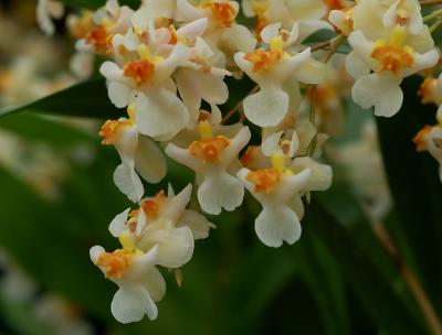 Oncidium ornithorynchum