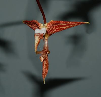 Gongora superflua, 8 cm