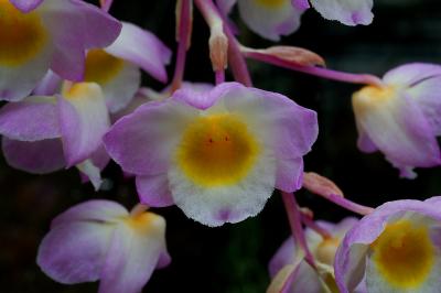 Dendrobium amabile , 2.5 cm