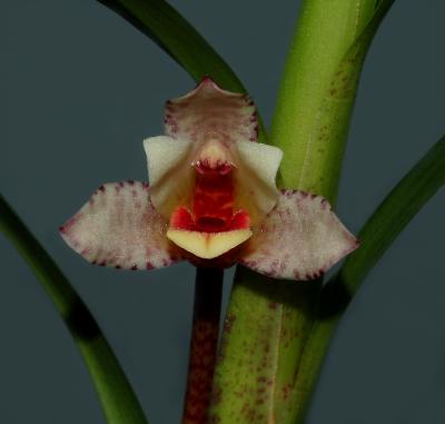 Maxillaria arbuscula, flower 1.5 cm