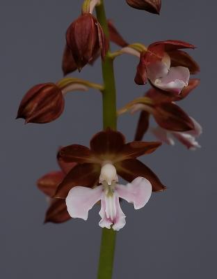 Calanthe discolor