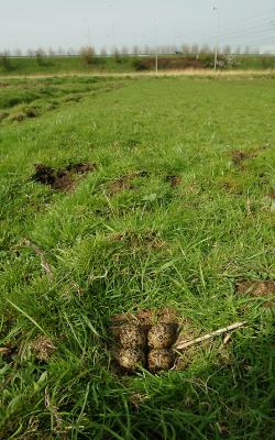 Legsel kievit- lapwing