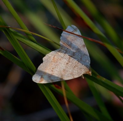 Gestreepte bremspanner