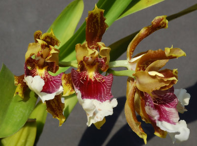 Odontoglossum Harryanum, flowers 4 cm