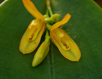 Pleurothallis luteola, flowers 4-6 mm