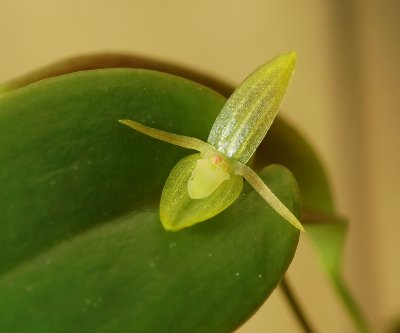 Pleurothallis sp.   flower 5 mm