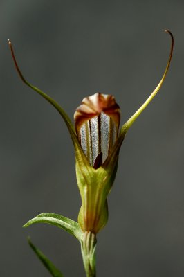 Pterostylis truncata