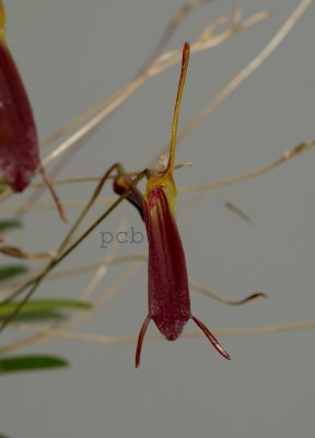 Trisetella abbreviata, height of flower  1.5 cm