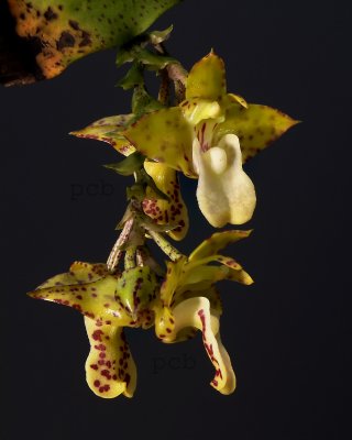 Polystachya maculata, flowers 2.5 cm