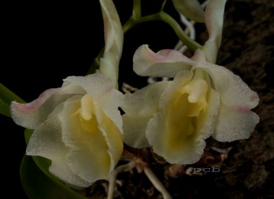 Rodriquezia granadensis