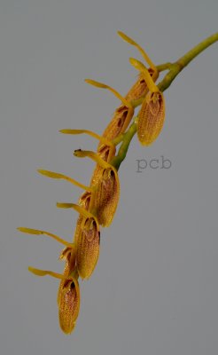 Pleurothallis lanceana, flowers 1cm
