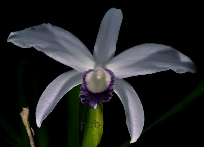 Cattleya perrinii, coerulea  'select'