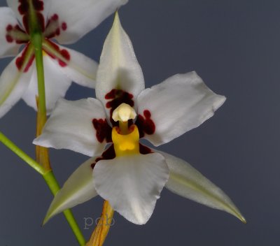 Rhynchostele madrense, flower 4 cm, former Odontoglossum