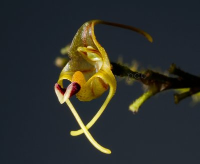 Porroglossum peruvianum,  flower  0.75  cm