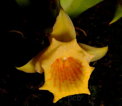 Plectrophora suarezii,  flower 3 cm