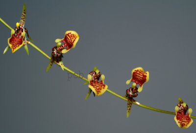 Sigmatostalix eliae,  flowers 1 cm
