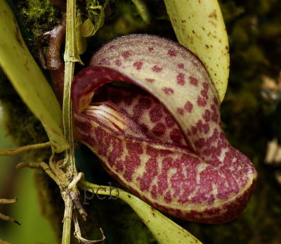 Zootrophion serpentinum, flower 3 cm