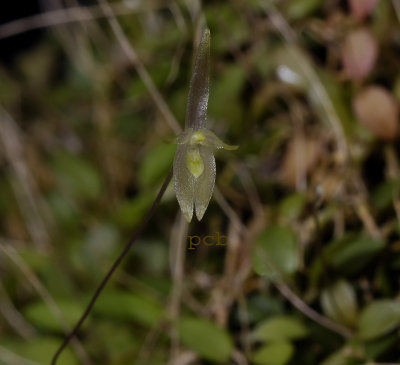Barbosella microphylla, height of flower is 1 cm