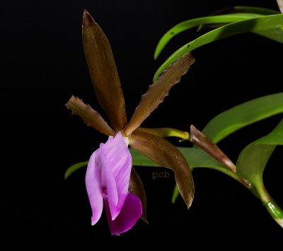 Cattleya dormaniana, flower 6 cm