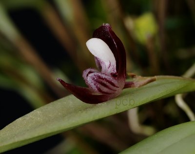 Pleurothallis carnosilabia, flower 6 mm