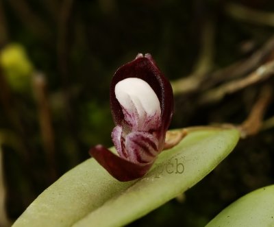 Pleurothallis carnosilabia, flower 6 mm