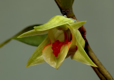 Dendrobium cruentum Rchb. f.   Ueang Nok Kaeo