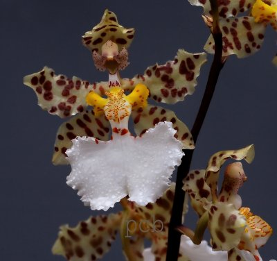 Oncidium jonesianum, flower 5 cm