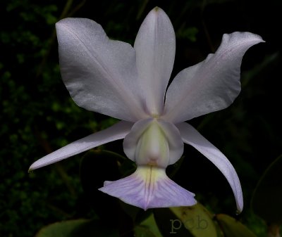 Cattleya walkeriana 'coerulea'