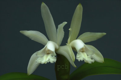 Cattleya intermedia 'alba'   rare species