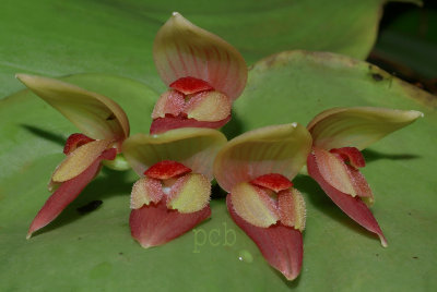 Pleurothallis marthae, flowers  3.5 cm