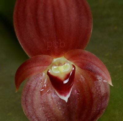 Pleurothallis cardiothalis, flower 1.5 cm