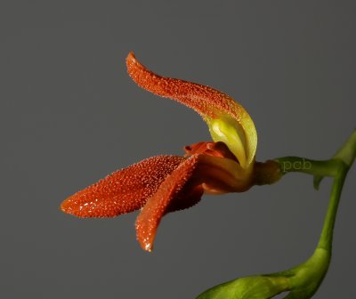 Pleurothallis endotrachys, flower   2 cm