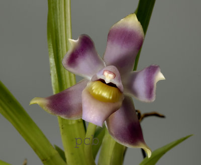 Bollea equadoriana , flower  4 cm