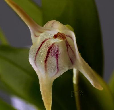 Masdevallia striatelia, botanic ,  flower  1.5 cm