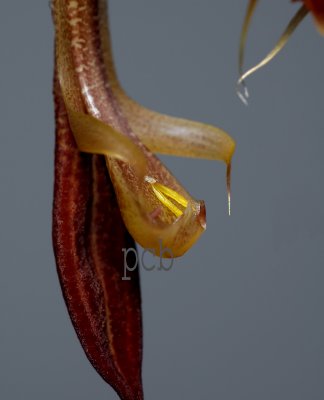 Gongora latibasis, pollinia