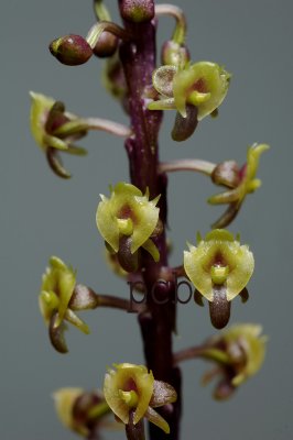 Malaxis lowii, flowers 5 mm