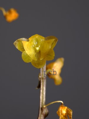 Malaxis sp. flower 7 mm