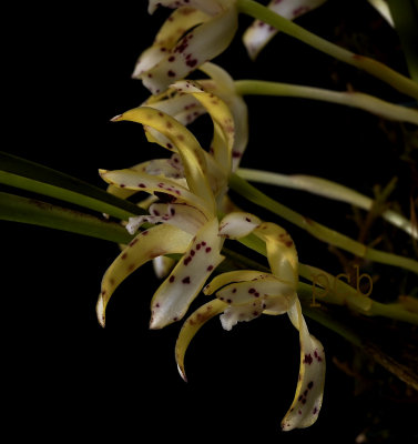 Maxillaria ubatubana, flowers  3 cm