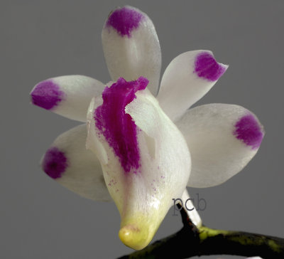 Aerides lawrenceae