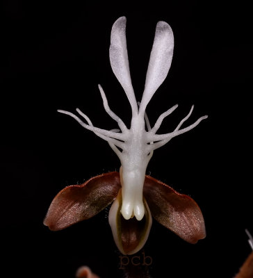Anoectochilus geniculatis, height of flower 2 cm