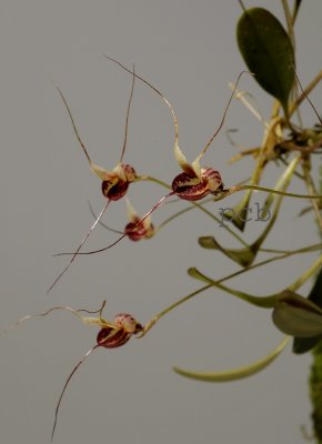 Masdevallia nidifica , flowers 1 cm