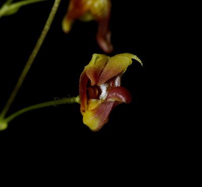 Scaphosepalum microdactylum,    0.6 cm