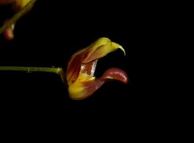 Scaphosepalum microdactylum ,  0.6 cm