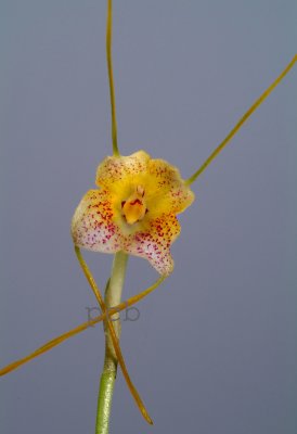 Masdevallia pandurilabia, too many spikes, flower  2 cm