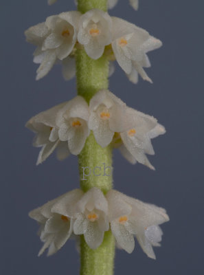 Eria longifolia,  flowers  4 mm