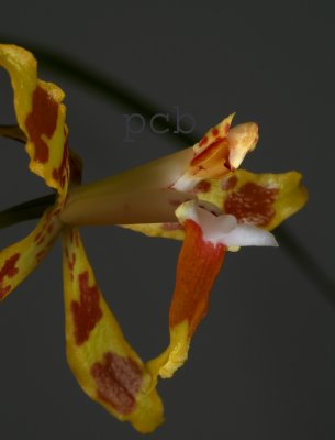 Odontoglossum lindleyanum, lip