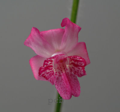 Calanthe cardioglossa, flower  2 cm , Thailand