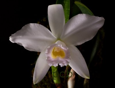 Cattleya alaorii